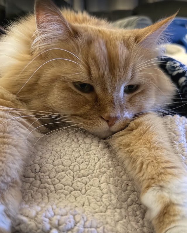 Eggsy, a fluffy orange cat, napping on a cream sherpa blanket
